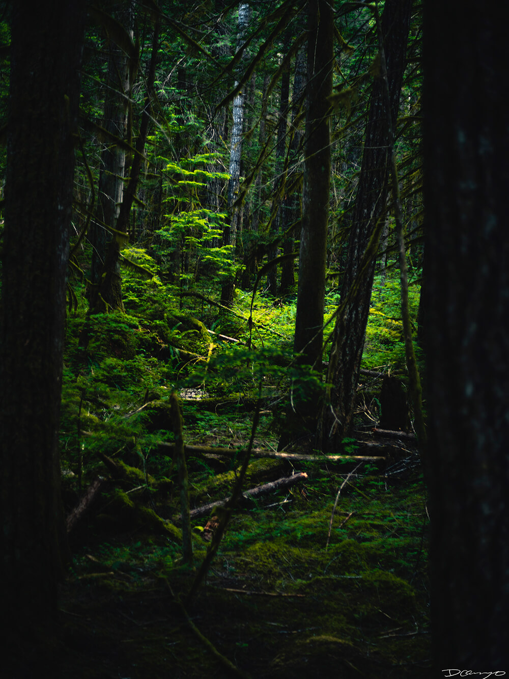 Landscape and portrait photos from a July 2020 trip to the North Cascades. Sourdough Mountain, Diablo Lake, Ross Lake and more.